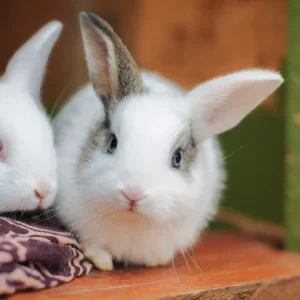 VitaMax Multivitamins